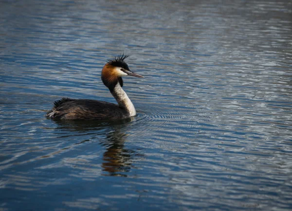 Gran Grebe Crestado —  Fotos de Stock