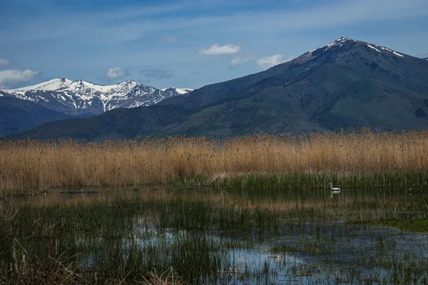 Grande aigrette blanche — Photo