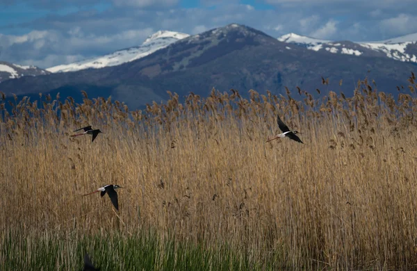 Inclinato sul lago di Prespa — Foto Stock