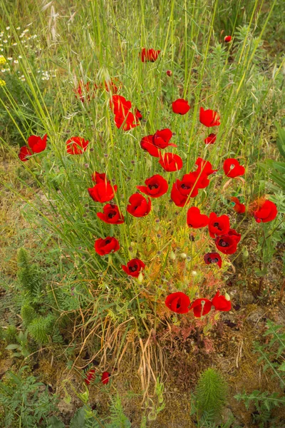 Campo di papavero scenico — Foto Stock