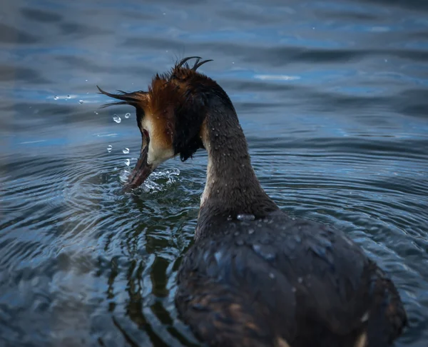 Great Crested Grebe — Stock Photo, Image