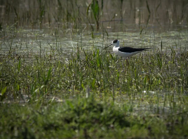 Stilt på Prespasjön, Grekland — Stockfoto