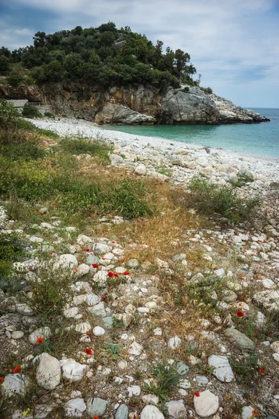 Paisagem marinha com flores — Fotografia de Stock