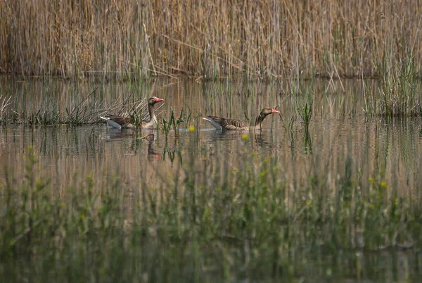 Ducks at Lake Prespa, Greece — Stock Photo, Image