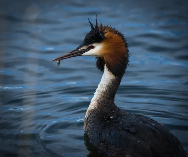 Great Crested Grebe — Stock Photo, Image