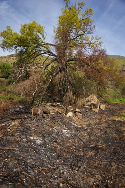 Χωράφια και δέντρα μετά από την πυρκαγιά — Φωτογραφία Αρχείου