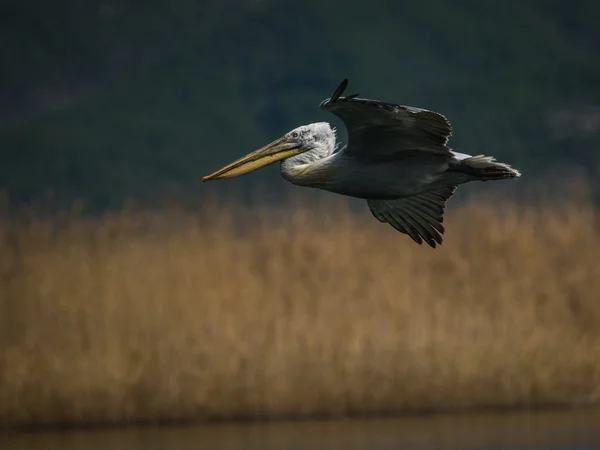 Dalmatiska Pelikanen på Prespasjön — Stockfoto