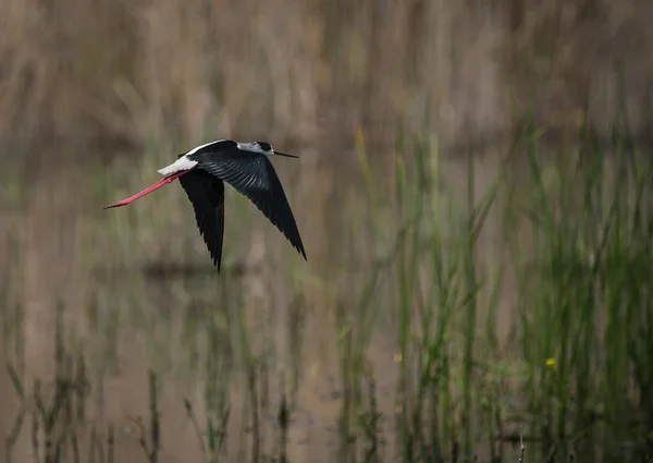 Stilt på Prespasjön, Grekland — Stockfoto