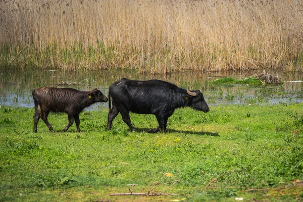 Vaches sur l'île de St. Ahileos — Photo