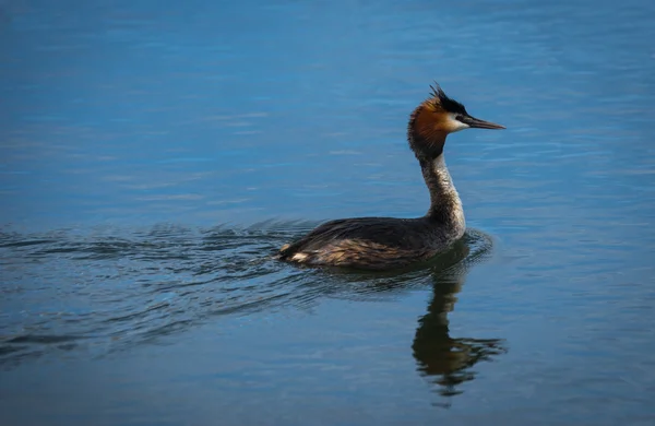 Gran Grebe Crestado —  Fotos de Stock