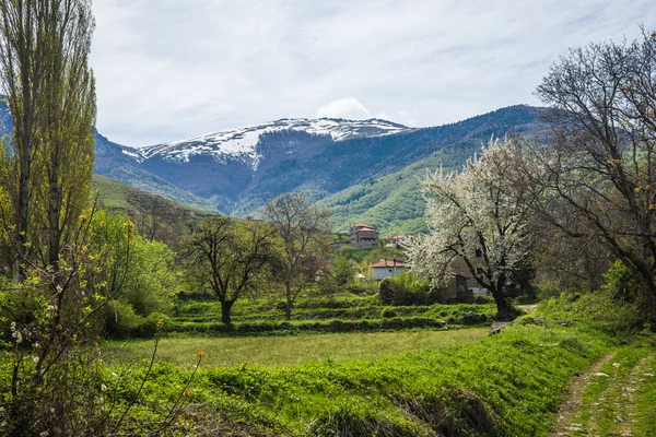 Ängen och fruktträd på berg — Stockfoto