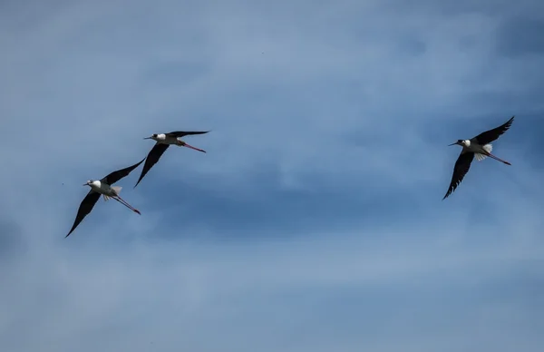 Stilt on Lake Prespa — Stock Photo, Image