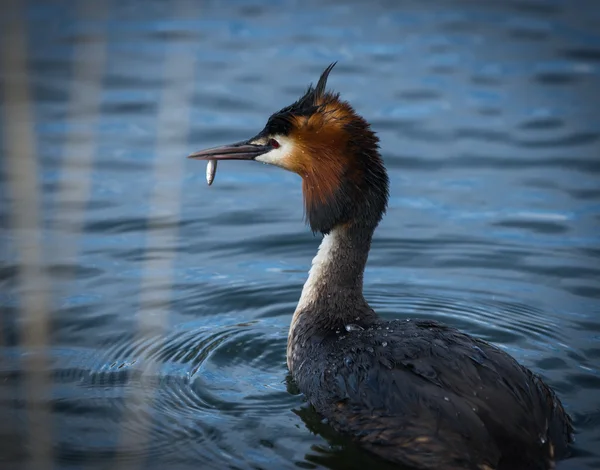 Great Crested Grebe — Stock Photo, Image