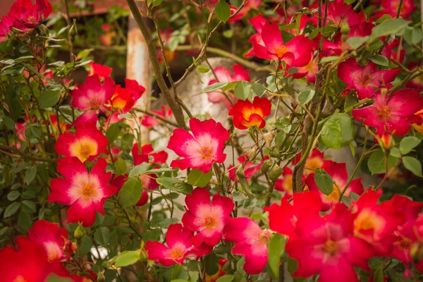 Boom met rode bloemen — Stockfoto