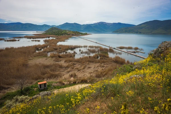 Pajiște de flori pe munte — Fotografie, imagine de stoc