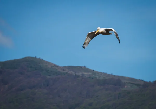 Dalmatian Pelican on Lake Prespa — Stock Photo, Image