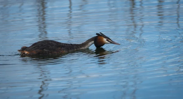 Gran Grebe Crestado —  Fotos de Stock