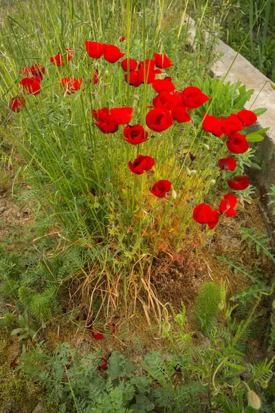 Campo di papavero scenico — Foto Stock