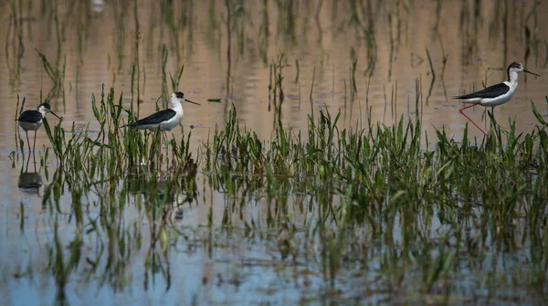 Stilt på Prespasjön — Stockfoto