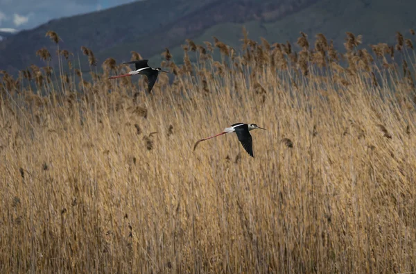 Inclinato sul lago di Prespa — Foto Stock