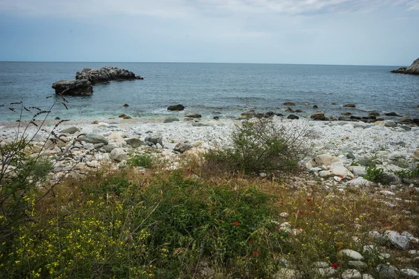 Sea landscape with flowers — Stock Photo, Image