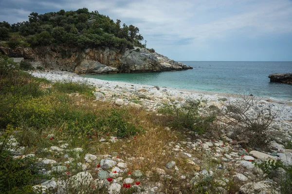 Paisaje marino con flores —  Fotos de Stock