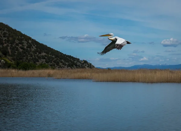 Pelikan na jeziora Prespa — Zdjęcie stockowe