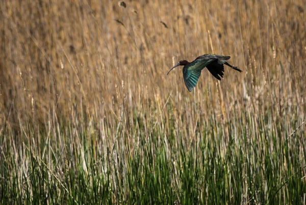 Ibis na jeziora Prespa, Grecja — Zdjęcie stockowe