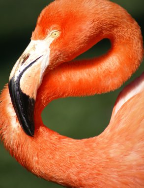 parlak pembe flamingo