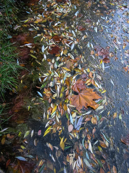 Folhas de outono em Monasterio de Piedra — Fotografia de Stock