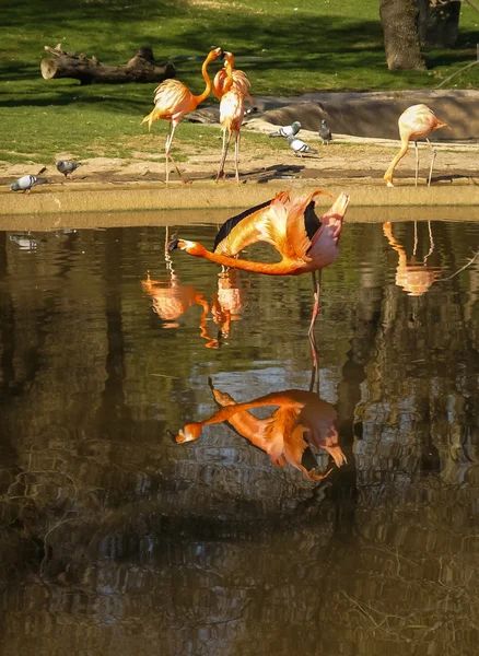 Reflejo de flamencos, Madrid — Foto de Stock