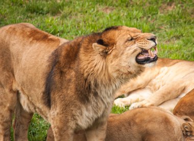Kükreyen aslan, Cabarceno