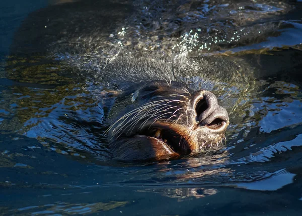 Нос морского льва — стоковое фото