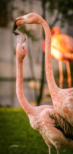Pink flamingos at zoo — Stock Photo, Image