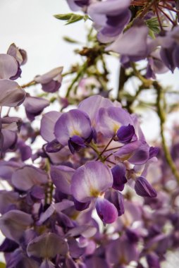 Bahar çiçekleri, Fransa