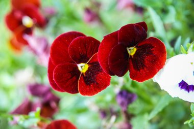 Bahar çiçekleri, Fransa