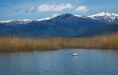 Tepeli pelikan Prespa Gölü, Yunanistan