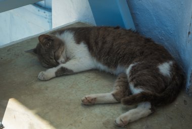 Basamakta uyuyan kedi