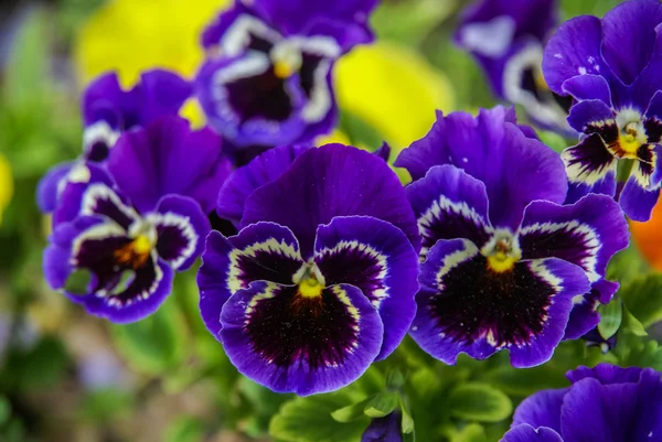 Flores da primavera, França — Fotografia de Stock