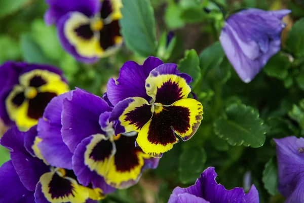 Flores da primavera, França — Fotografia de Stock