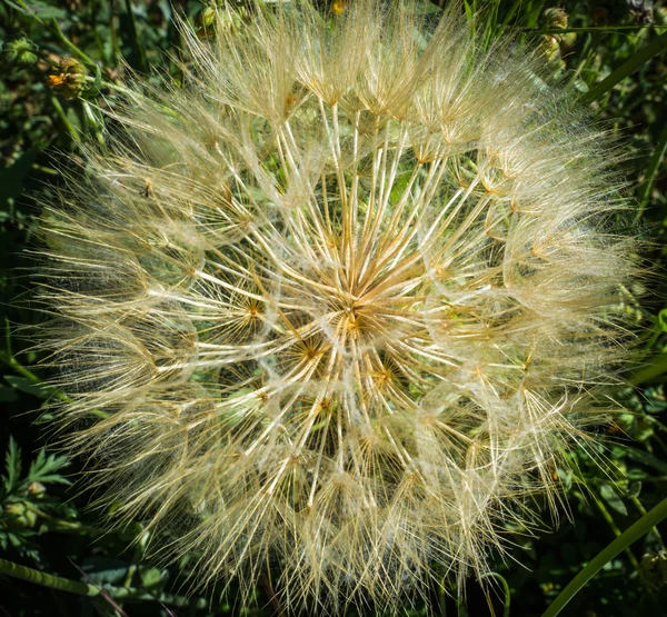 Dandelion, Peloponeso, Grécia — Fotografia de Stock