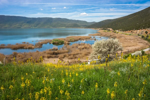 Flower meadow on slope of mountains — Stock Photo, Image