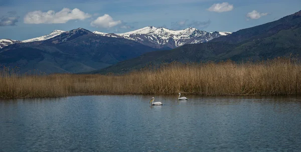Pélican dalmate sur le lac Prespa, Grèce — Photo