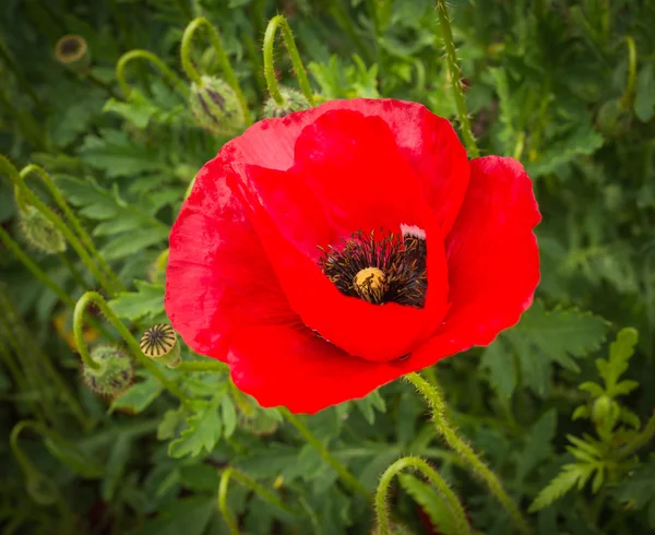 Flor de papoula de primavera brilhante no prado — Fotografia de Stock