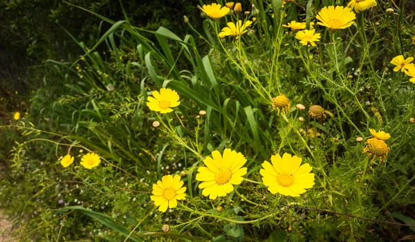 Bright spring yellow flowers in meadow — Stock Photo, Image
