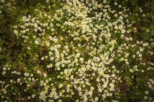 Spring flowers, Peloponnese, Greece — Stock Photo, Image