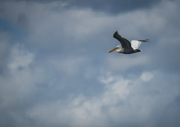 Pelikan na jeziora Prespa — Zdjęcie stockowe