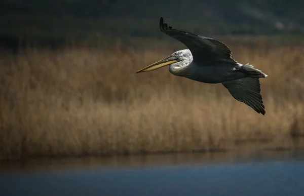 Pelicano dálmata no Lago Prespa — Fotografia de Stock