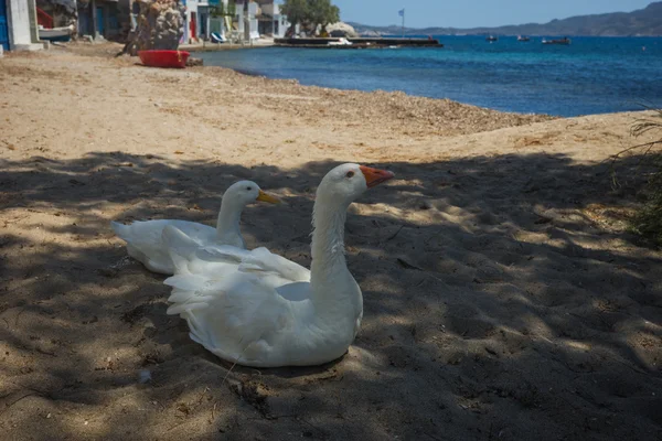 White goose and duck on sandy beach — Stock Photo, Image