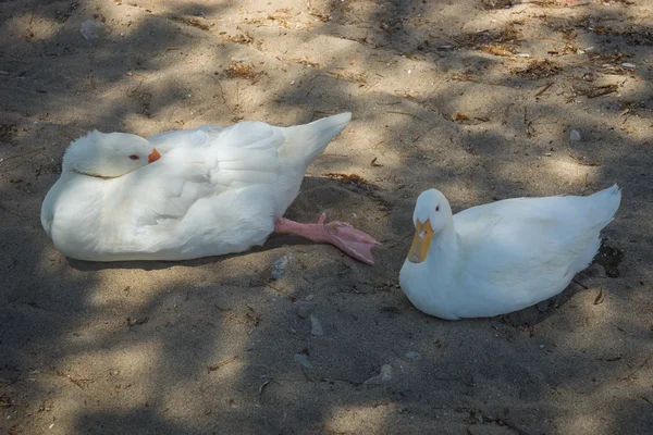 Beyaz kaz ve ördek kum plajındaki — Stok fotoğraf